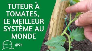 #91-Tuteur à tomates  : le meilleur système au monde (ou presque )