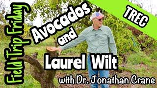 Field Trip Friday- Avocados and Laurel Wilt with Dr. Jonathan Crane