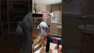 Einstein loves tools! #powertool #drill #einsteinparrot #africangreyparrot #birdvideos #shorts