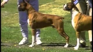 Boxer - AKC Dog Breed Series