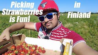 Strawberry Picking in Helsinki - Finland | Best Strawberries in Europe