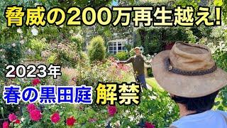 【個人庭最高峰】感動が止まらない春の黒田庭全て見せます　　　【カーメン君】【園芸】【ガーデニング】