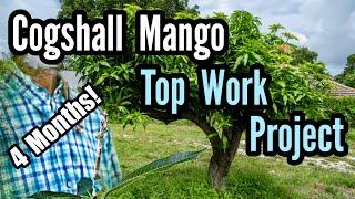 'Cogshall' Mango Top Work Project- 4 Months!