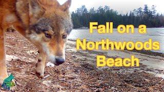 Fall on a Northwoods Beach from a trail camera