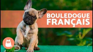 BOULEDOGUE FRANÇAIS  (Origine, Caractéristiques, Caractère et Soins)