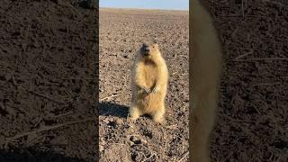 Неожиданность в поле #сурок #animals #marmot