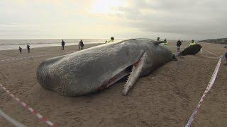 People flock to photograph three dead Sperm whales on UK beach