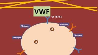 Platelets and Von Willebrand Factor animation