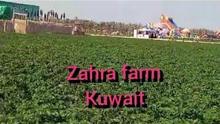 Zahra farm abdaly kuwait