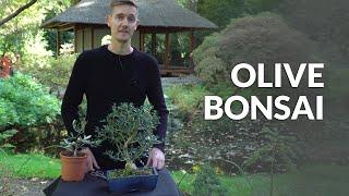 Olive Bonsai care