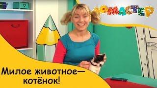 Милое животное — котёнок! | ЛоМастер