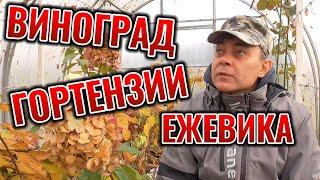 КАК ТОЛЬКО ВСЕ ЭТО ЗДЕСЬ РАСТЕТ? ВИНОГРАД, ЕЖЕВИКА, РОЗЫ, ГОРТЕНЗИИ В ОДНОЙ ТЕПЛИЦЕ 3Х6