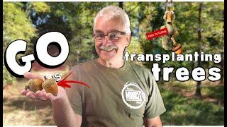 "How to" TRANSPLANT TREES - (FREE TUTORIAL)(2021)