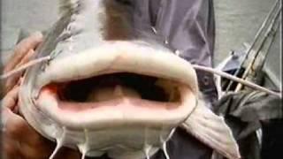 Large Growling Fish