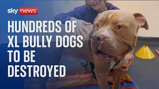 Hundreds of XL bully dogs to be destroyed at end of year