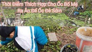 Ốc Nhồi Miền Bắc/Chuẩn Bị Cho Mùa Vụ Mới 2024/ Zalo 0919739266