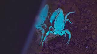 Fat-Tailed Scorpion Stinging a Cricket.