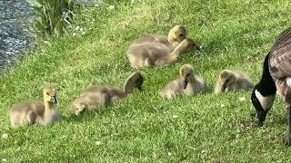 Canadian Geese with Gosling, Wild Bird