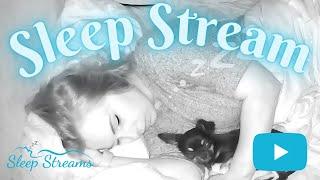live ASMR Sleep/Snore Stream with Puppies