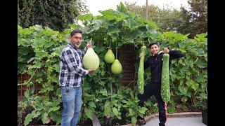 How To Grow Gourds From Seeds