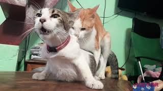 Mating Cats