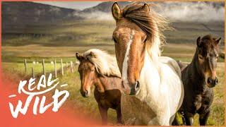 The Last Of America's Wild Horses (Wildlife Documentary) | Natural Kingdom | Real Wild