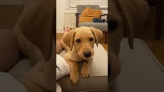 Cute Puppy Barking - Credit: Otis the lab