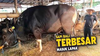 Sapi Bali Terbesar Baru Turun Ke Lapak Bli Sapi