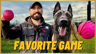 My FAVORITE GAME To Play With My MALINOIS!