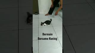 Bermain Bersama Kucing