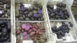 Potato breeding red & purple potato flesh