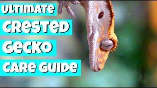 The ULTIMATE Crested Gecko Care Guide!