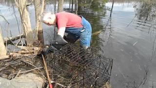 Beaver Cage Trapping