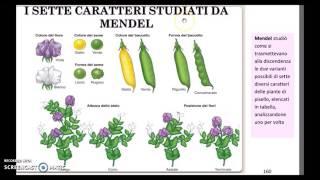 Le origini della Genetica: gli esperimenti di Gregor Mendel