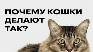 Почему кошки делают ЭТО? 8 удивительных инстинктов, которые остались от предков!