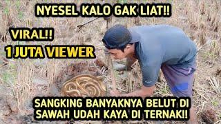 NGUKUY BELUT DI SAWAH YANG HABIS DI PANEN.#pedesaan #belutsawah#hasilalam