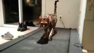 Daily Archie Bengal cardio exercise treadmill cat