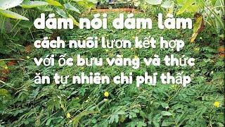 nuôi lươn kết hợp cùng ốc bưu.mô hình rất có tương lai.nghe kỹ văn huỳnh nói nhé