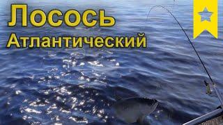 Трофей Лосося Атлантического на Reef Albacore 40 DS