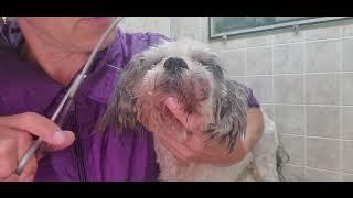 How to groom an senior dogs face, difficult, fidgety dog, experienced groomer vs new groomer