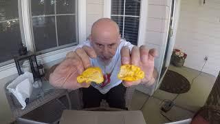 POD REVIEW.....A GORGEOUS YELLOW MORUGA SCORPION GROWN BY RANDY KEATON!!!