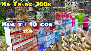 Khám Phá Chợ Bán Nhiều Chim Chào Mào Nhất Việt Nam | Má Trắng 300K Mua Số Lượng 200K Một Con