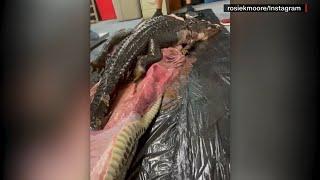 Scientists cut open Burmese python to find whole alligator inside