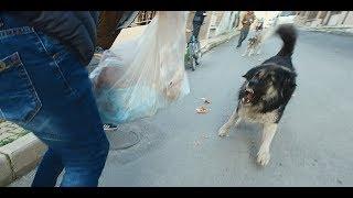 WE WENT TO FEED THE PSYCHO STREET DOG ! (HE WOULD EAT US INSTEAD OF MEAT))