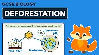 Deforestation - GCSE Biology