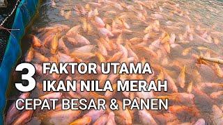 CARA TERNAK IKAN NILA MERAH CEPAT BESAR