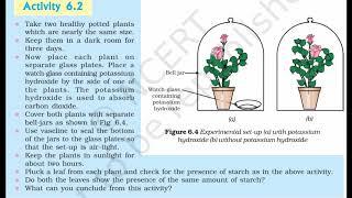 Class 10th science|| life process|| Activity 6.2||To show that CO2 is necessary for photosynthesis