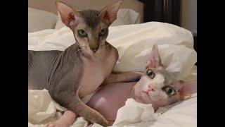 Peterbald Cat Polina & Sphynxiebob Cat Cranky