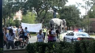 151004 "Elephant" Walking in Gainesville, FL