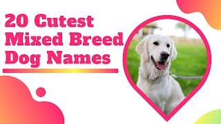 The 20 Cutest Mixed Breed Dog Names 2020 ! Unique Dog Names